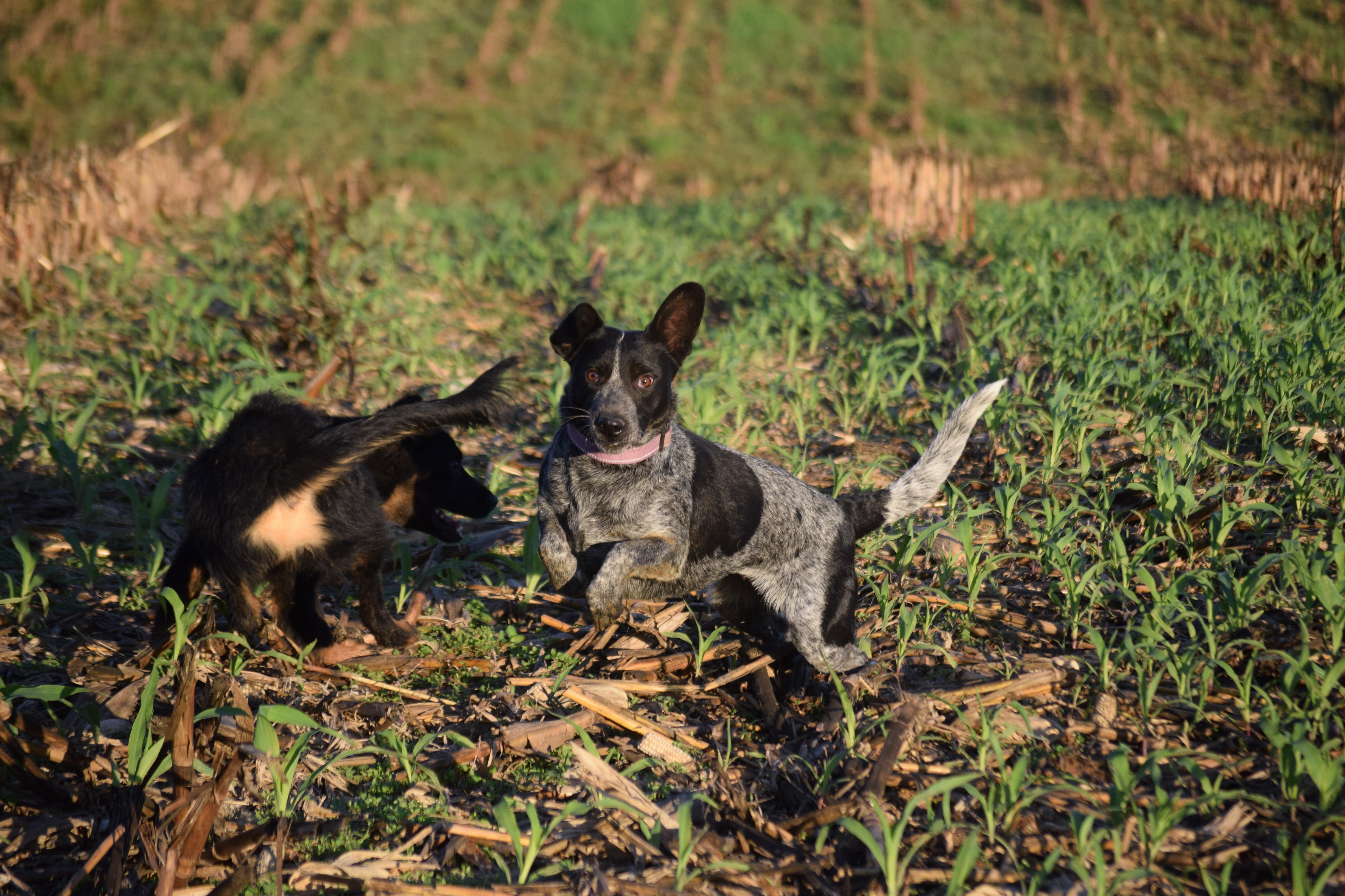 LUCKY-Perfection!, a Adoptable Australian Cattle Dog / Blue Heeler in Rockport, IN image 3/5