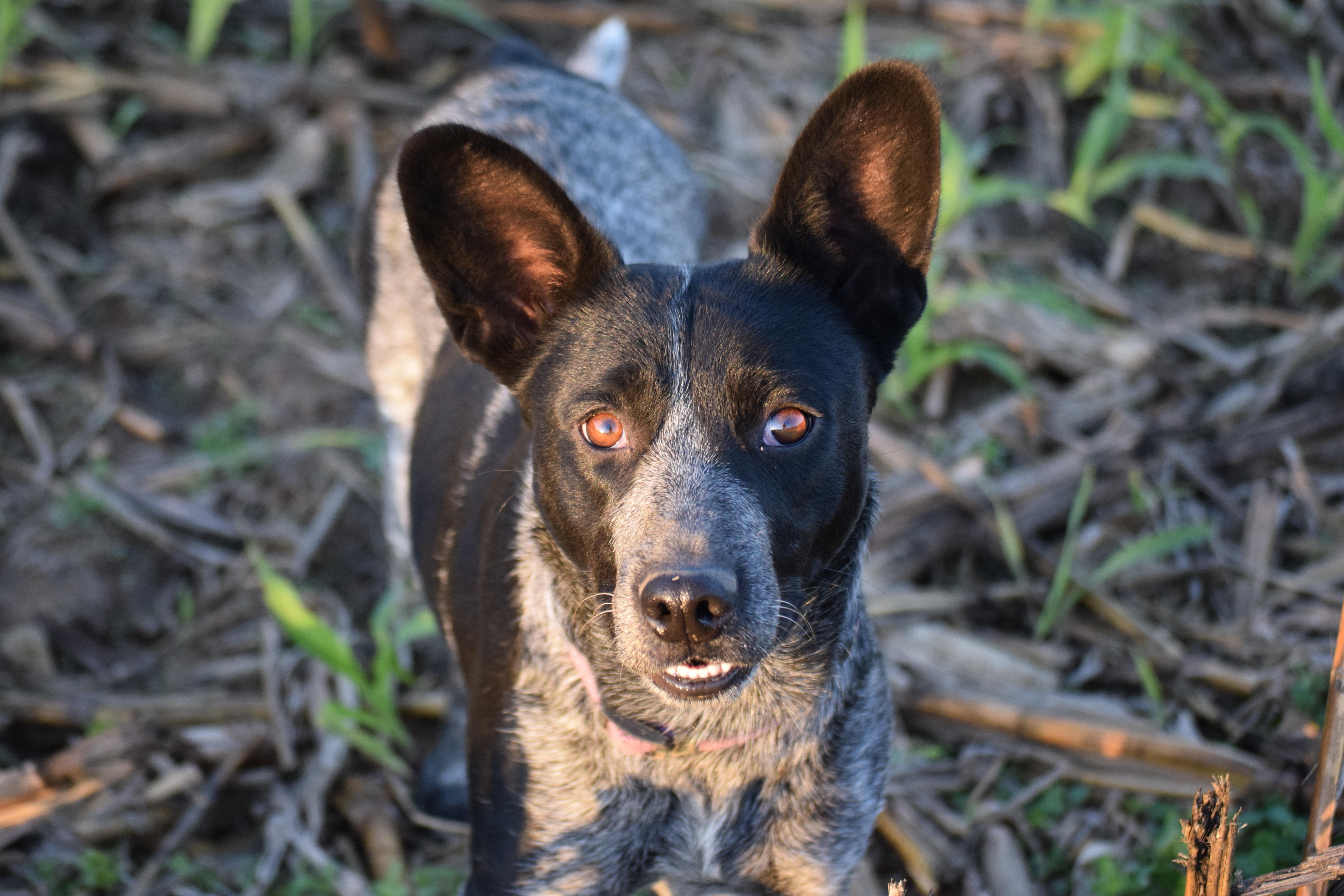LUCKY-Perfection!, a Adoptable Australian Cattle Dog / Blue Heeler in Rockport, IN image 4/5