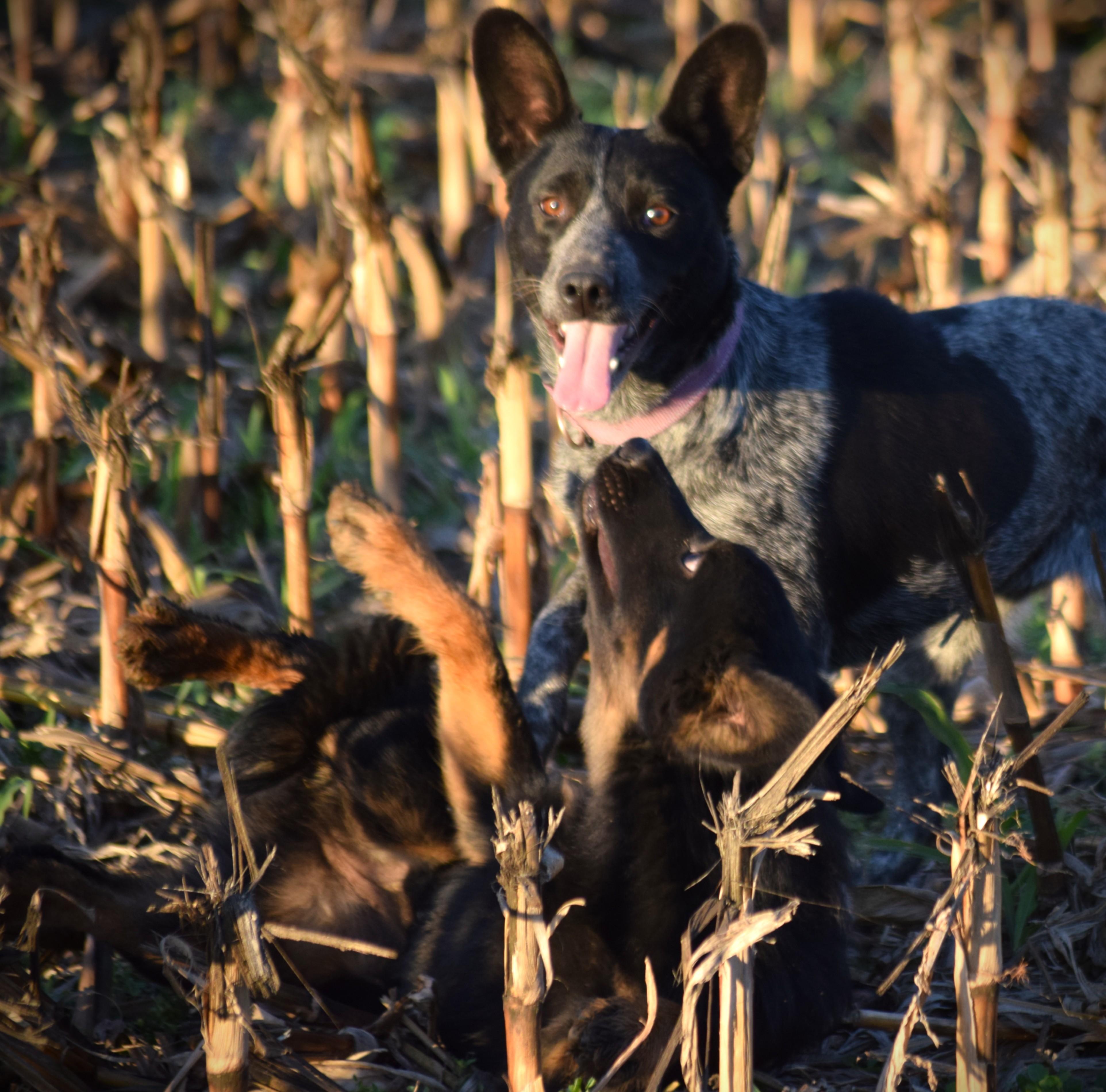 LUCKY-Perfection!, a Adoptable Australian Cattle Dog / Blue Heeler in Rockport, IN image 5/5