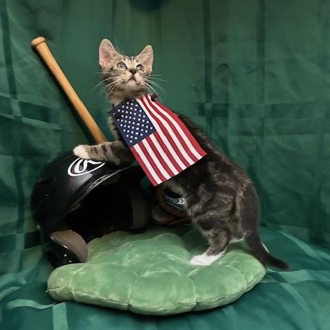 Kenny Powers, Baby Male Domestic Short Hair