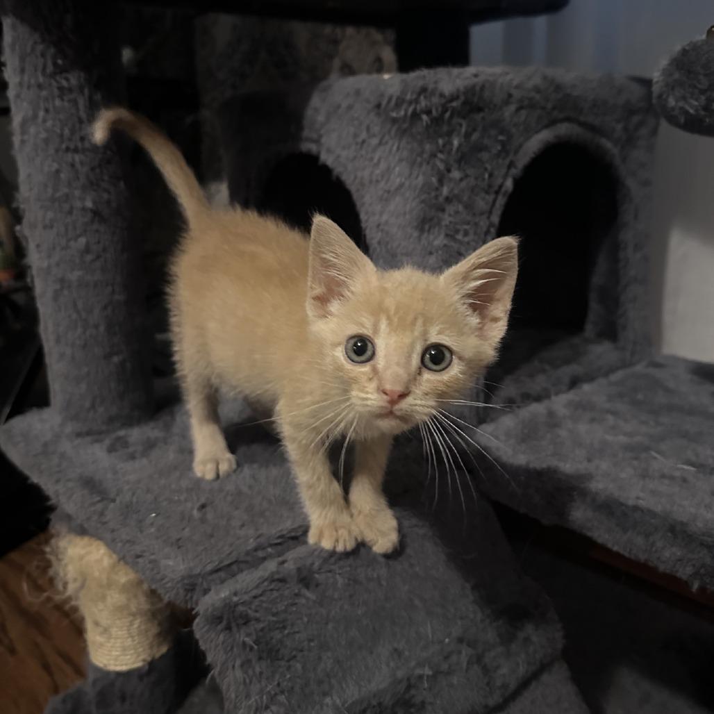 Butter, a Adoptable Domestic Short Hair in Branson, MO image 2/6
