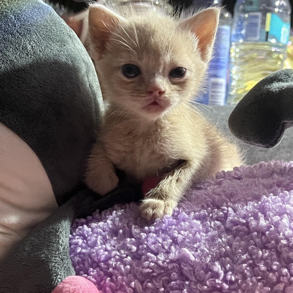 Butter, a Adoptable Domestic Short Hair in Branson, MO image 2/5