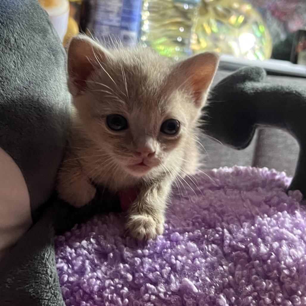 Butter, a Adoptable Domestic Short Hair in Branson, MO image 3/5