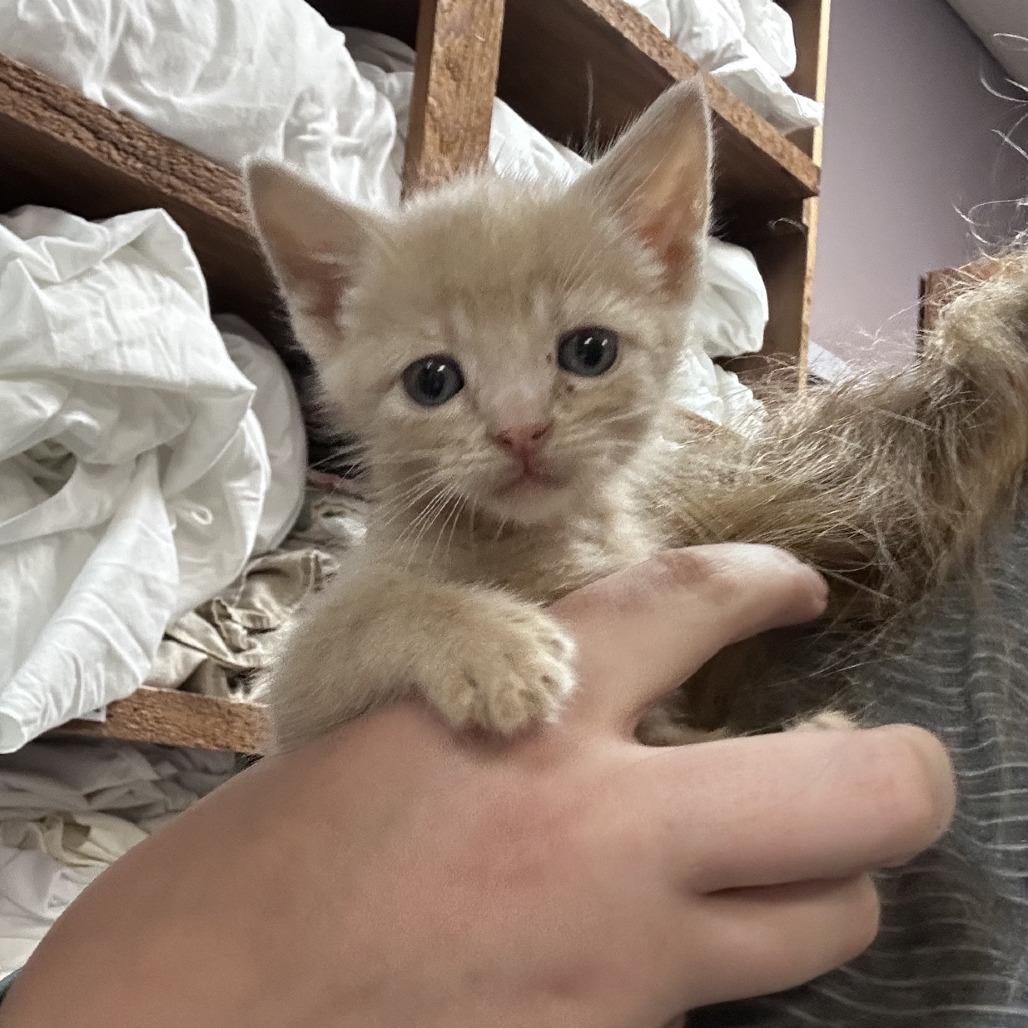 Butter, a Adoptable Domestic Short Hair in Branson, MO image 4/5