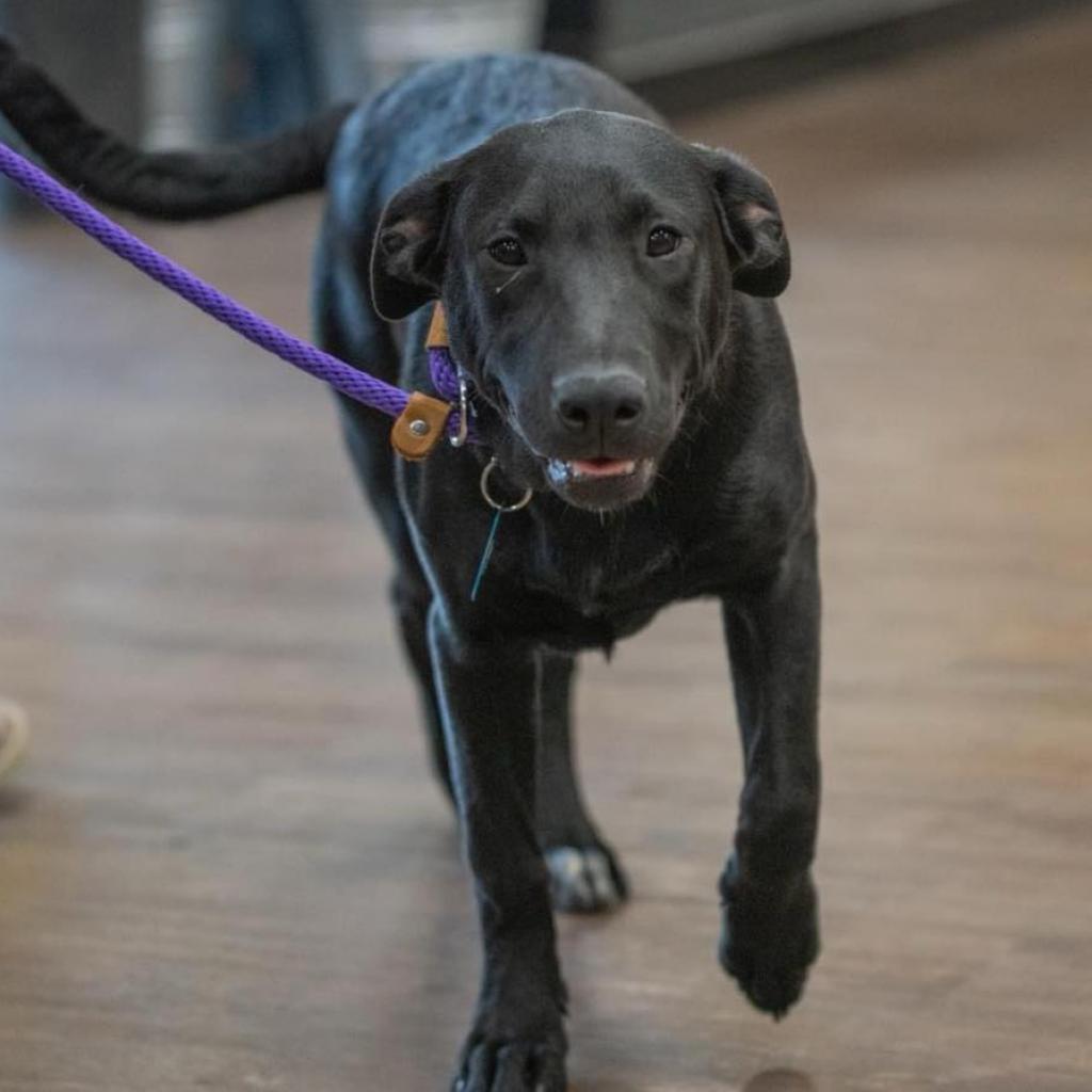 Enlarge Leah, a Adoptable mixed breed in Bartlett, TN image 1/6