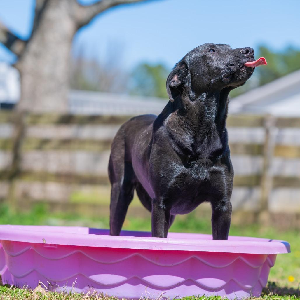 Enlarge Leah, a Adoptable mixed breed in Bartlett, TN image 2/6
