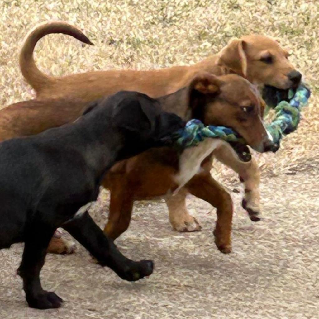 Enlarge Leah, a Adoptable mixed breed in Bartlett, TN image 3/6