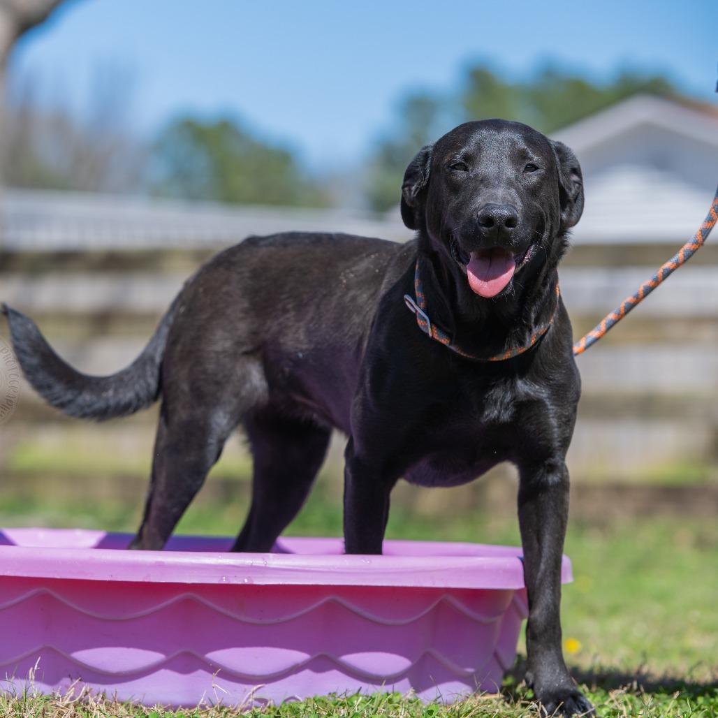 Leah, a Adoptable mixed breed in Bartlett, TN image 3/6