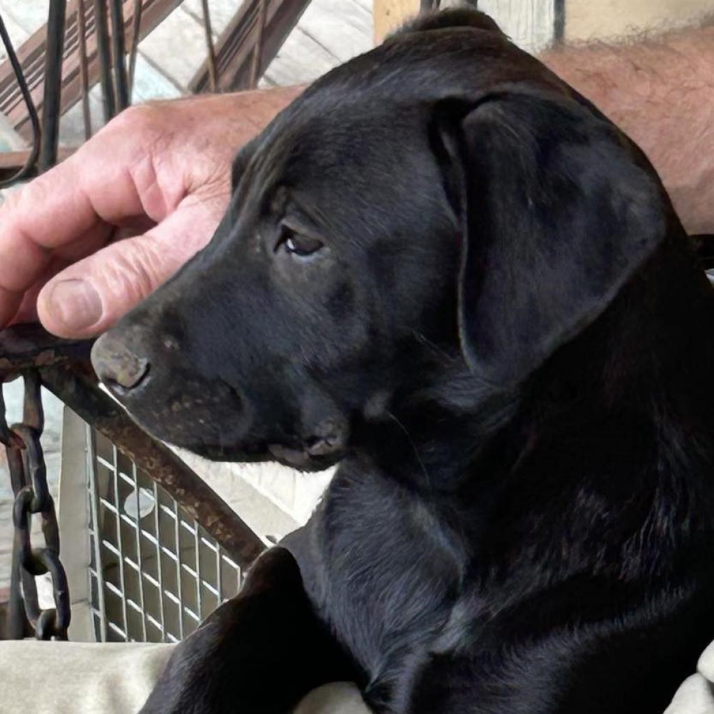 Enlarge Leah, a Adoptable mixed breed in Bartlett, TN image 5/6