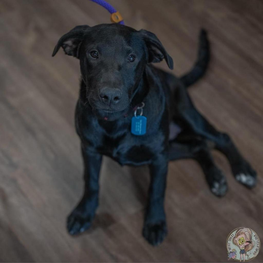 Enlarge Leah, a Adoptable mixed breed in Bartlett, TN image 6/6