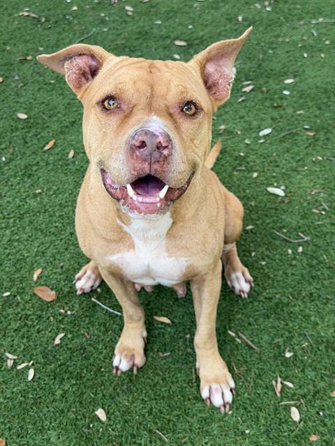 MARGE, Adoptable, Adult Female Pit Bull Terrier.