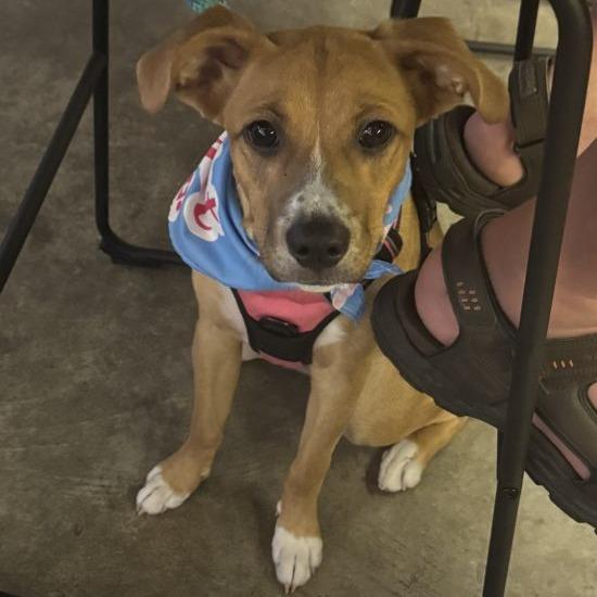 Brewster, Adoptable, Adult Female Yellow Labrador Retriever.