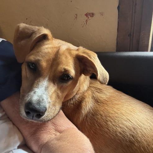 Enlarge Brewster, a Adoptable Yellow Labrador Retriever in Tampa, FL image 2/5