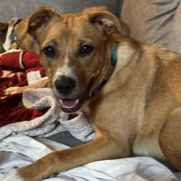 Enlarge Brewster, a Adoptable Yellow Labrador Retriever in Tampa, FL image 3/5