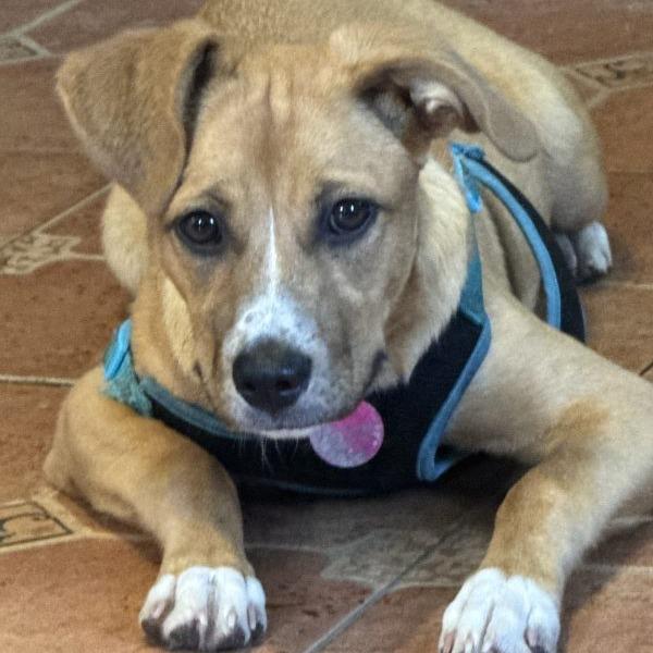 Enlarge Brewster, a Adoptable Yellow Labrador Retriever in Tampa, FL image 4/5