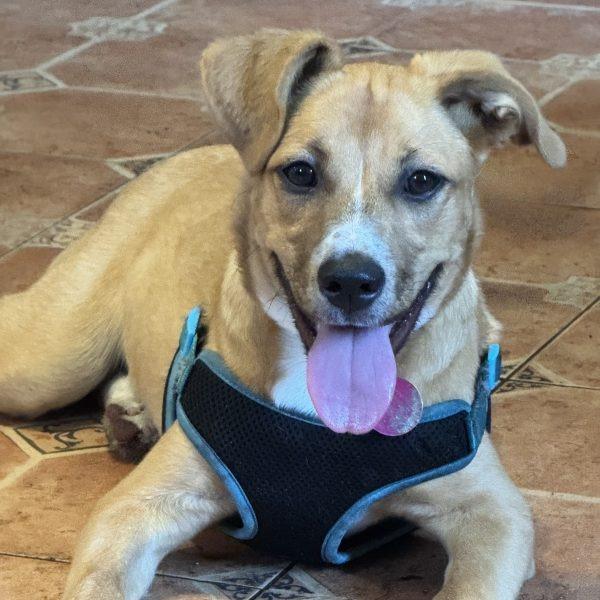 Enlarge Brewster, a Adoptable Yellow Labrador Retriever in Tampa, FL image 5/5