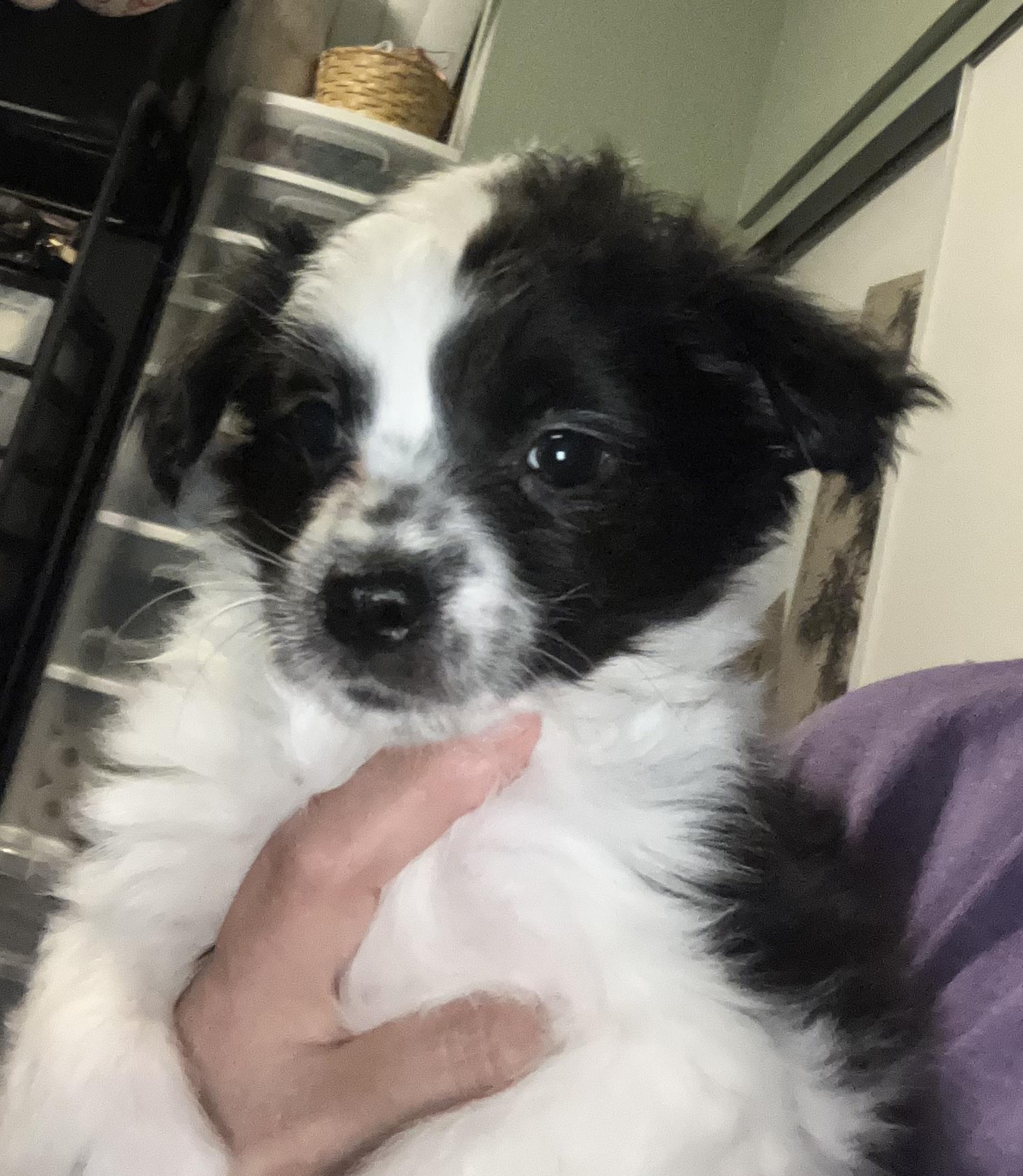Pepper, an adopted mixed breed in Henderson, NV image 1/2