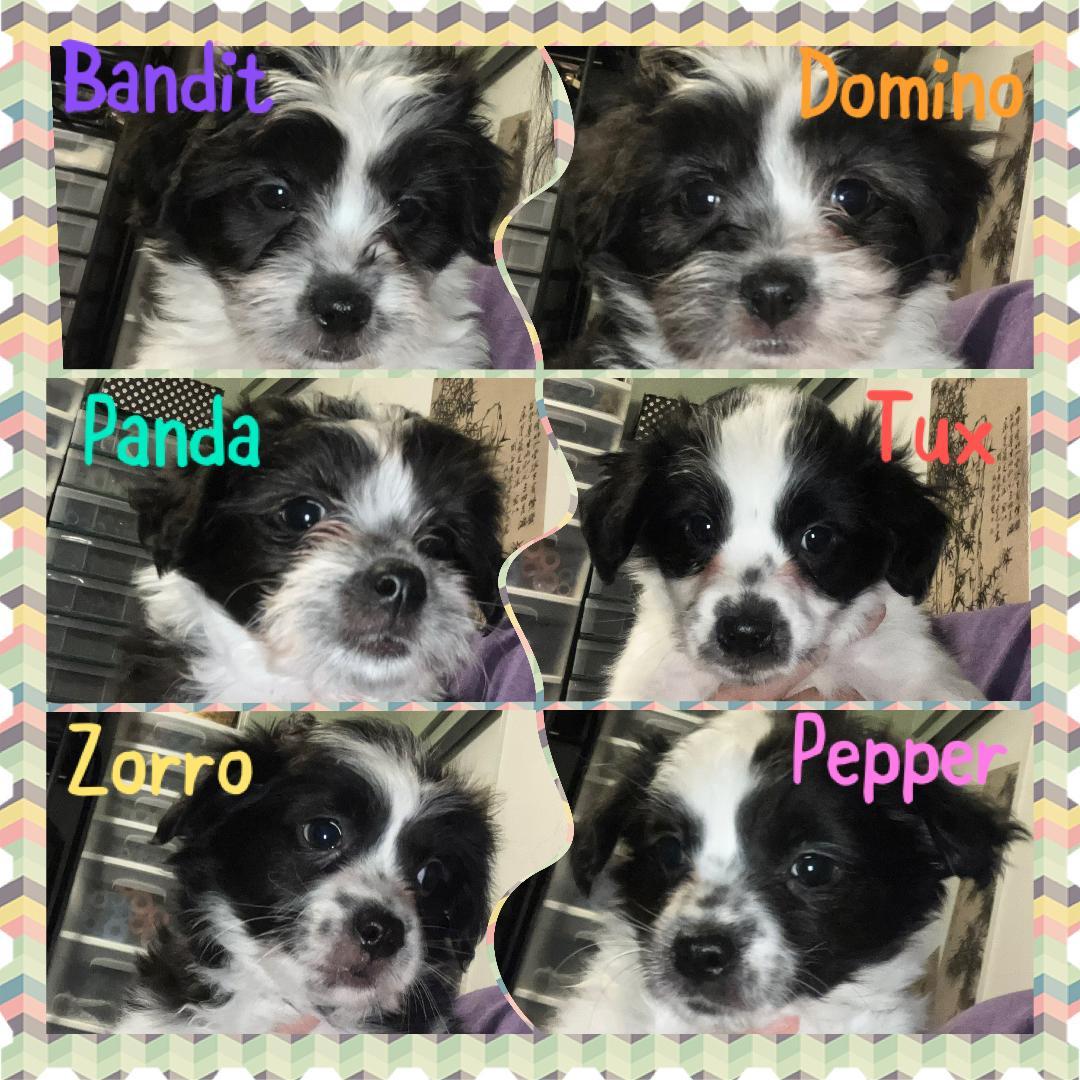 Pepper, an adopted mixed breed in Henderson, NV image 2/2