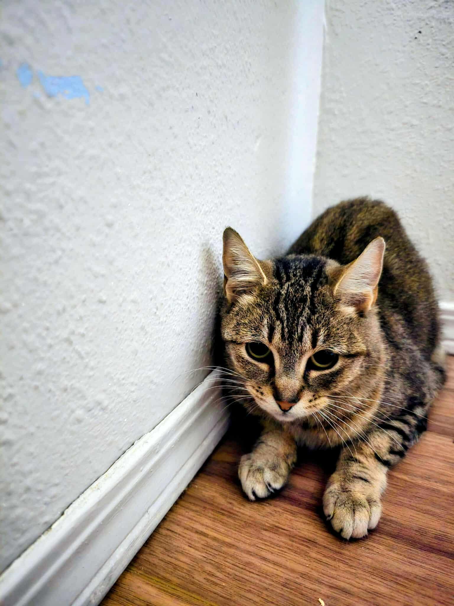 Lady Jane, adopted, Adult Female Domestic Short Hair.