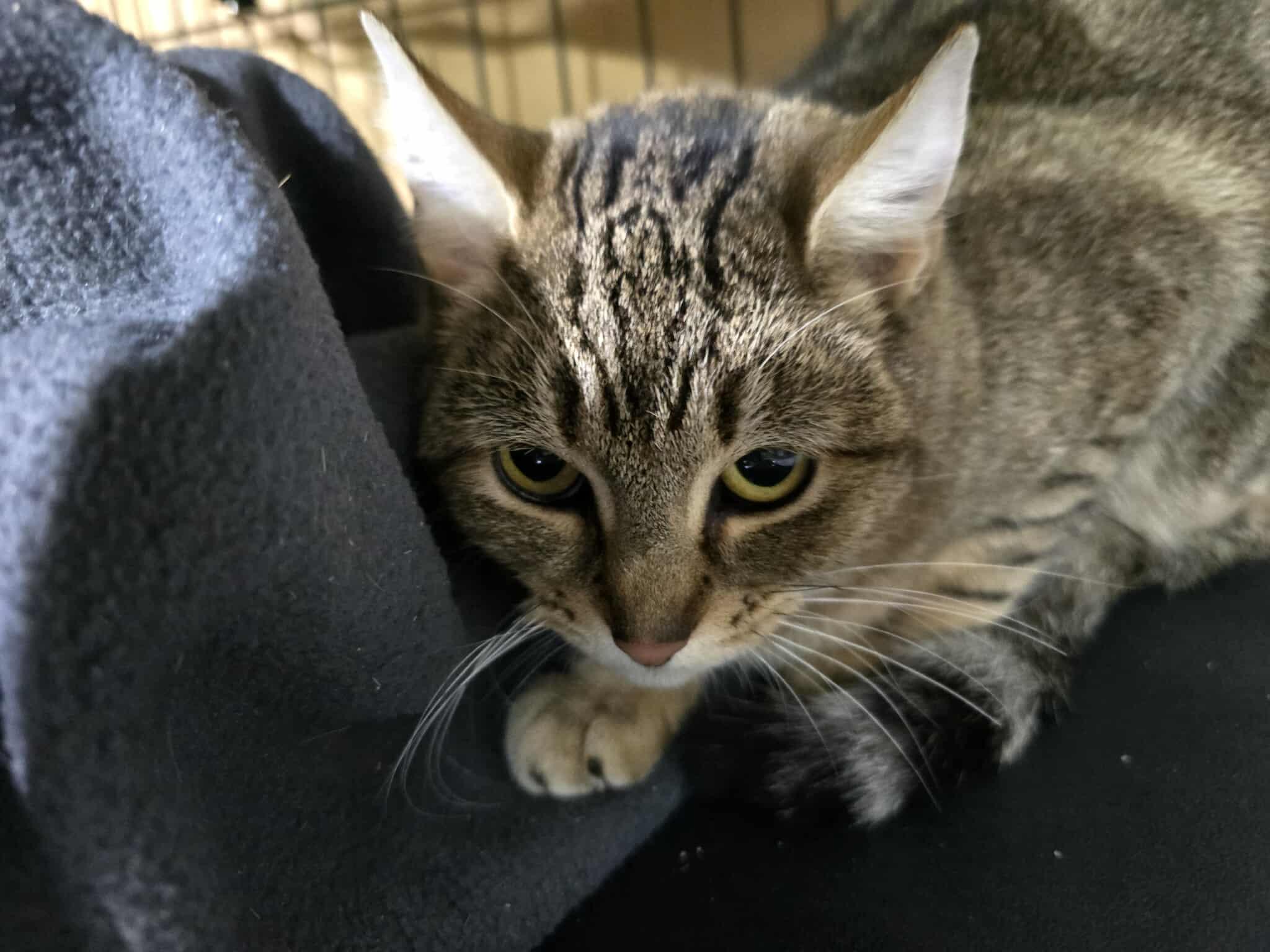 Enlarge Lady Jane, an adopted Domestic Short Hair in Spokane, WA image 2/3