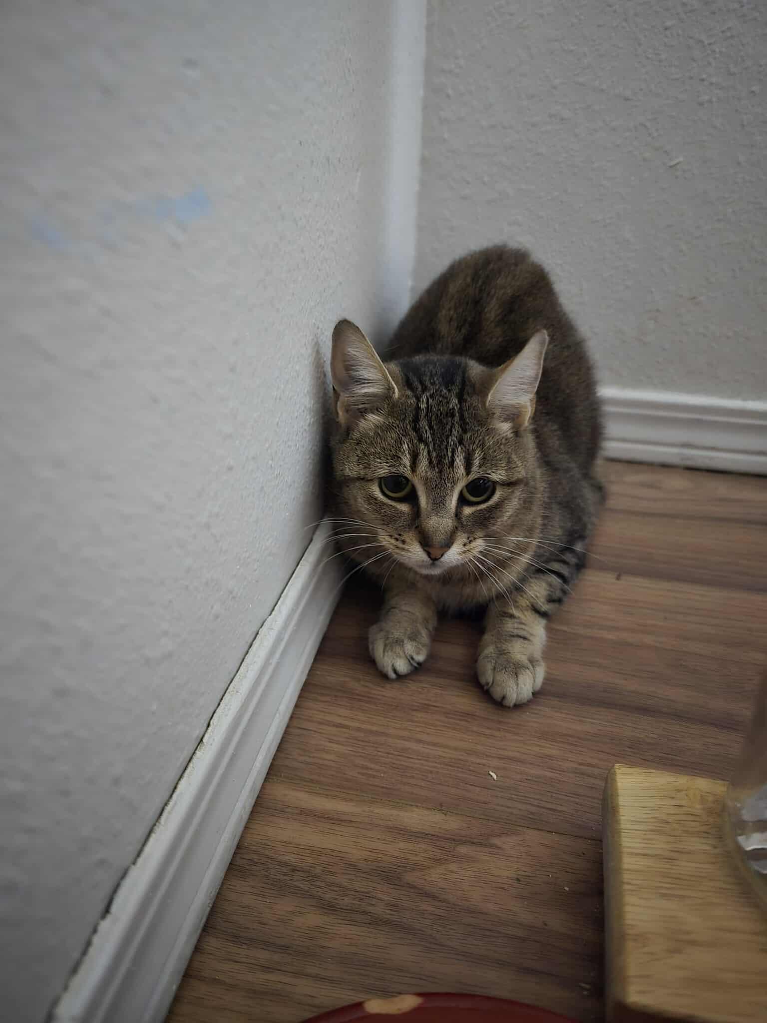 Enlarge Lady Jane, an adopted Domestic Short Hair in Spokane, WA image 3/3