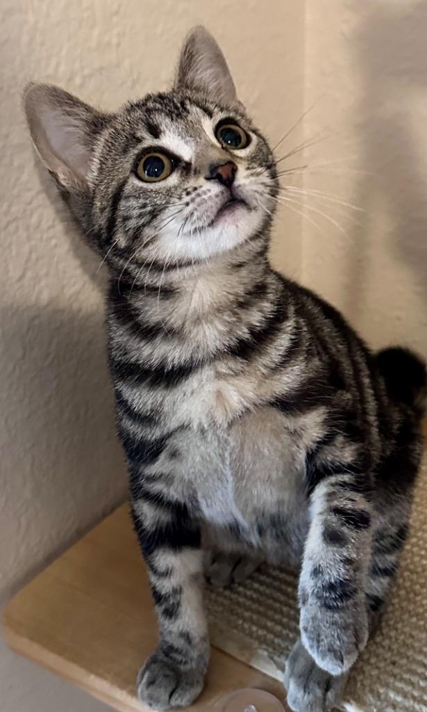 Jinx, Adoptable, Kitten Female Domestic Short Hair.