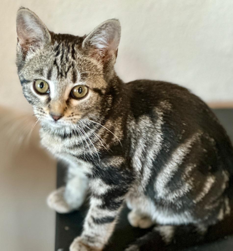 Jinx, a Adoptable mixed breed in Waynesville, MO image 2/2