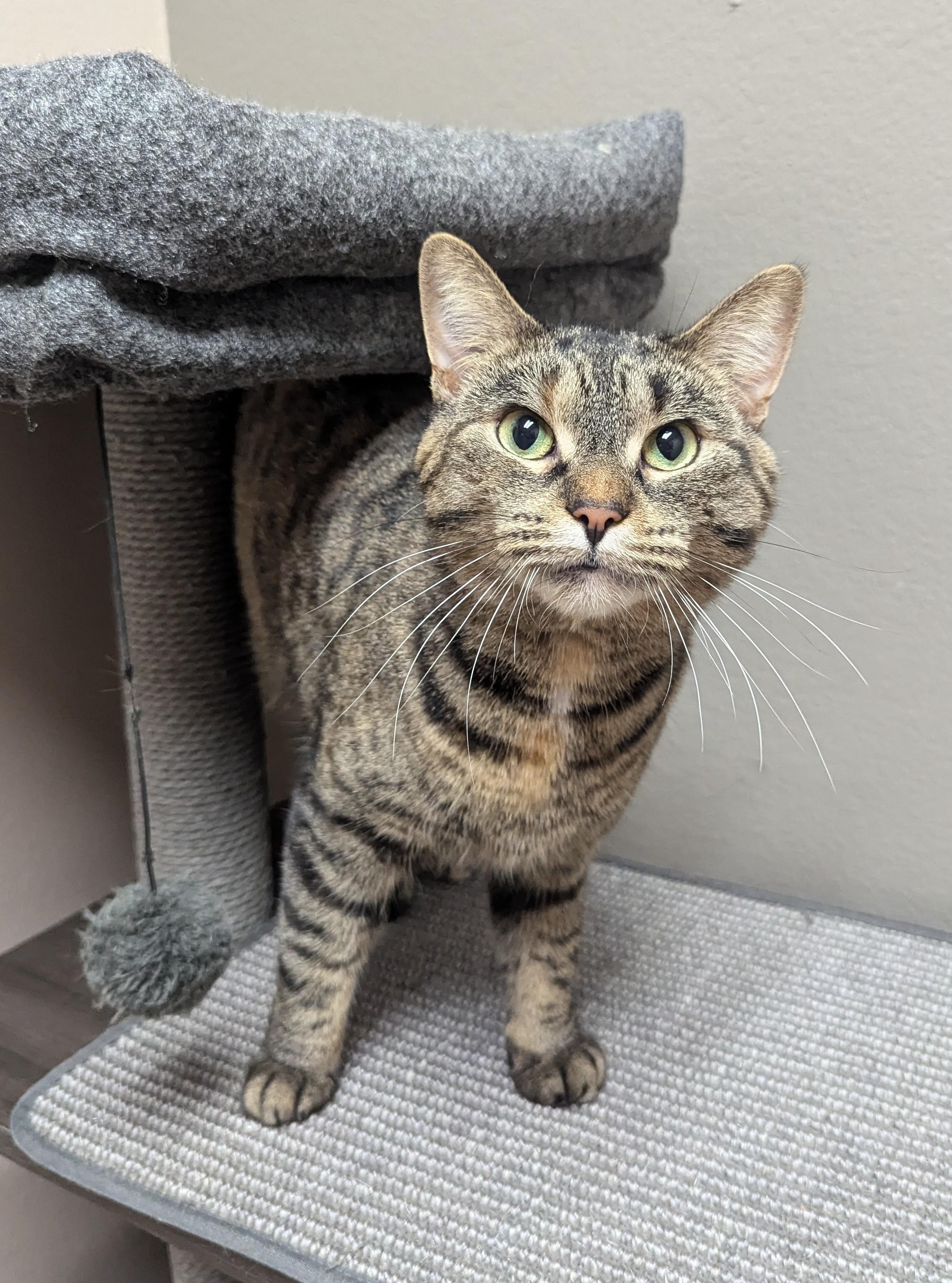 Freckle (SPONSORED ADOPTION) 2