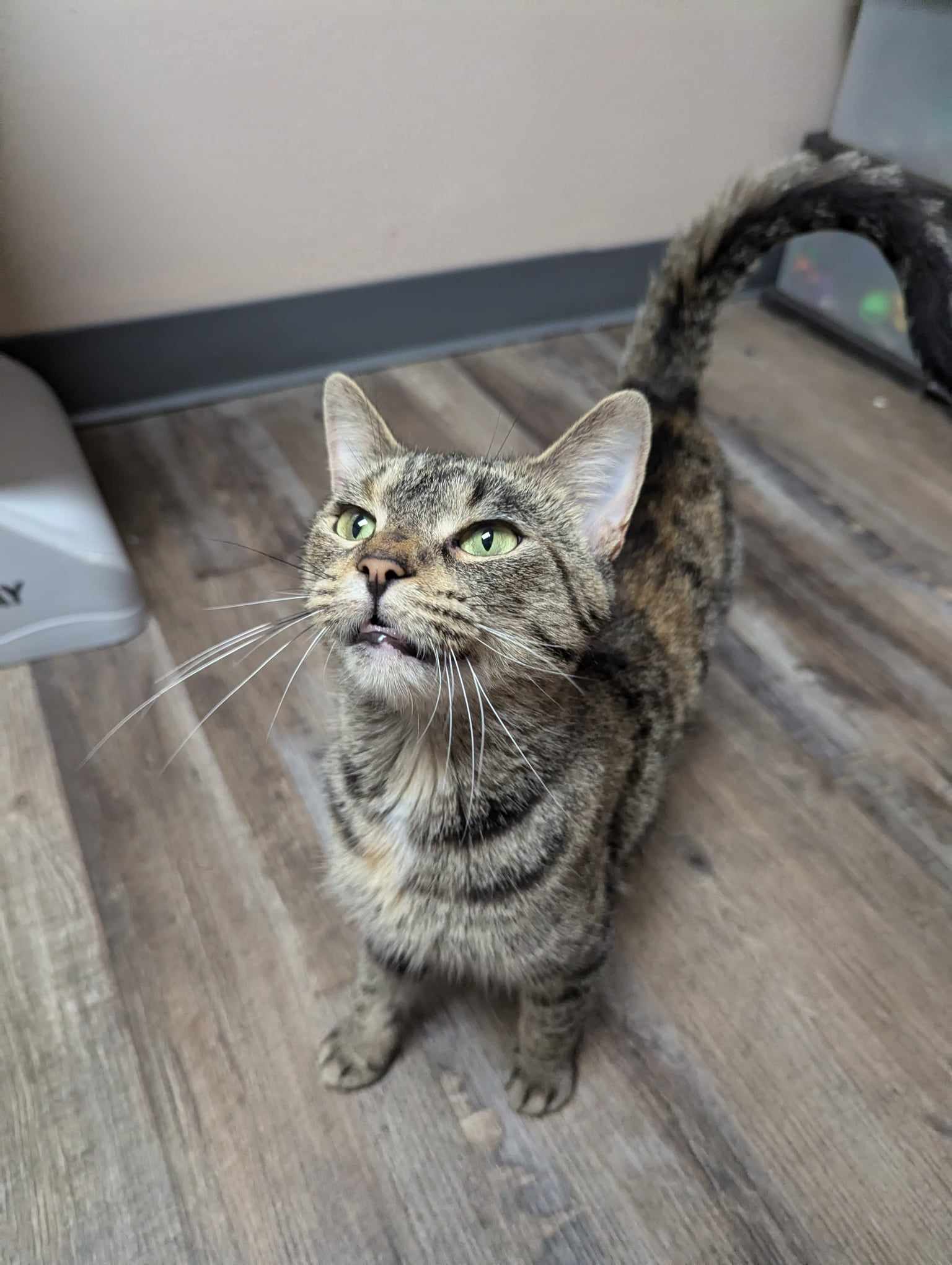 Freckle (SPONSORED ADOPTION) 6