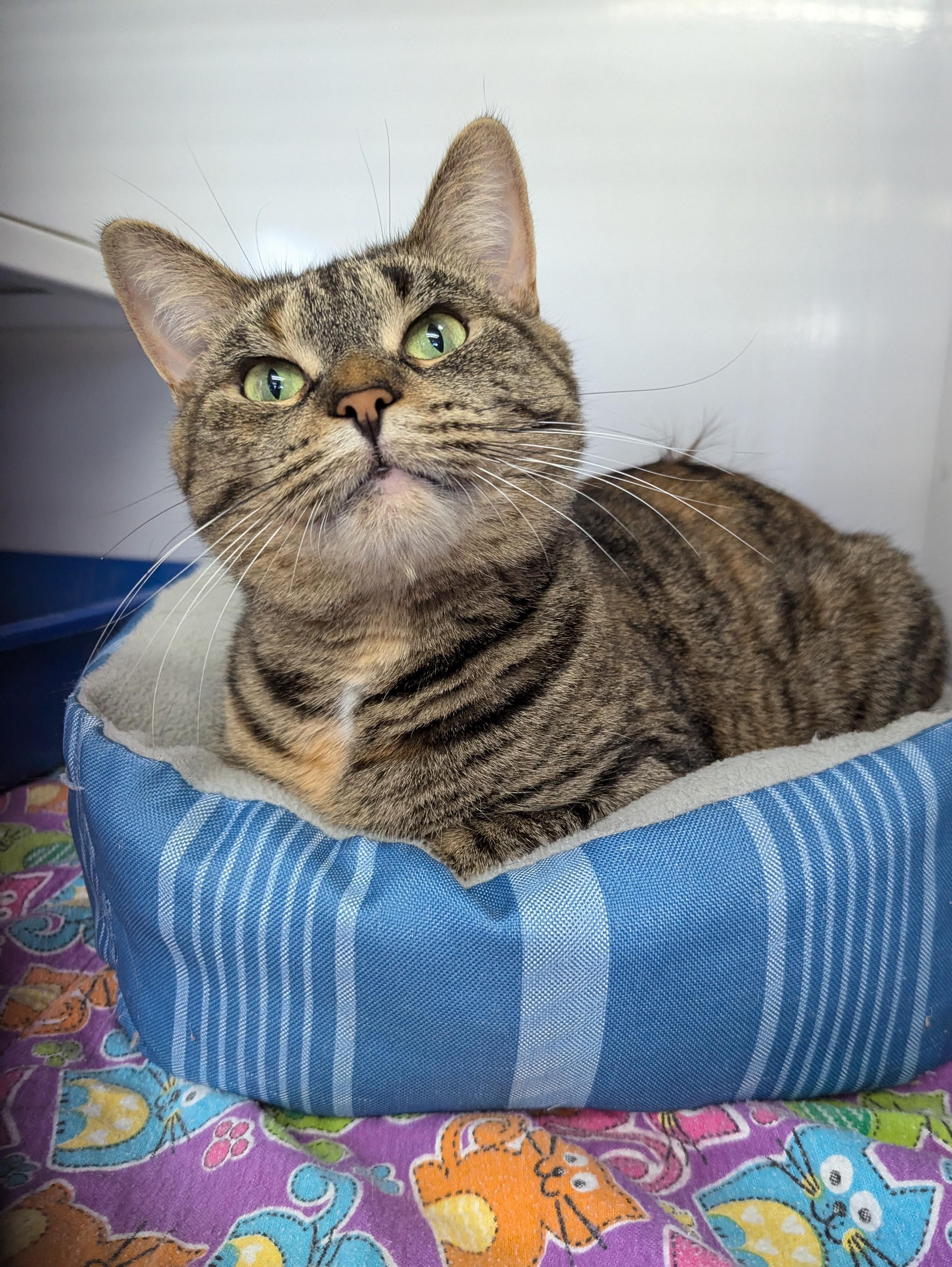 Freckle (SPONSORED ADOPTION)