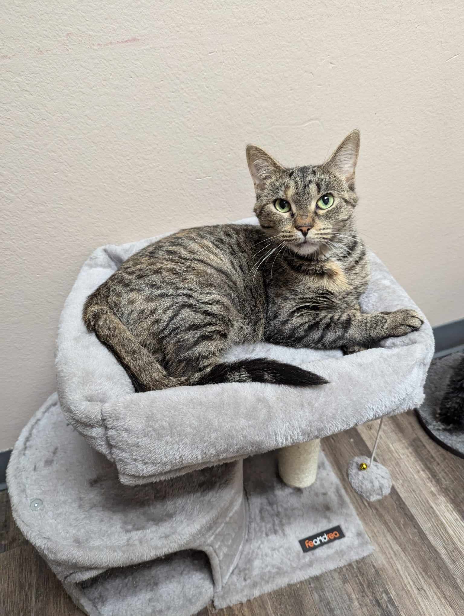 Freckle (SPONSORED ADOPTION) 3