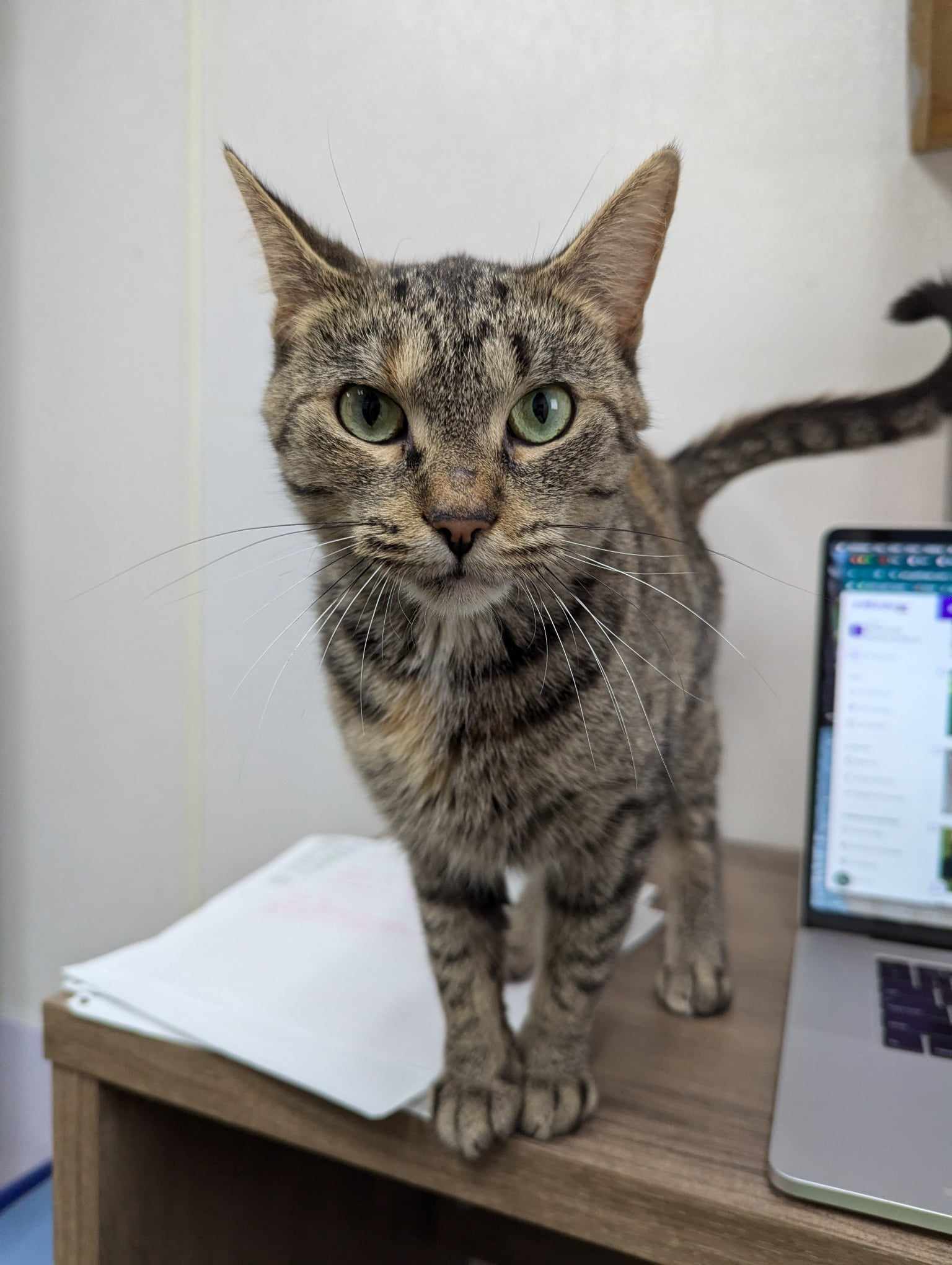 Freckle (SPONSORED ADOPTION) 4