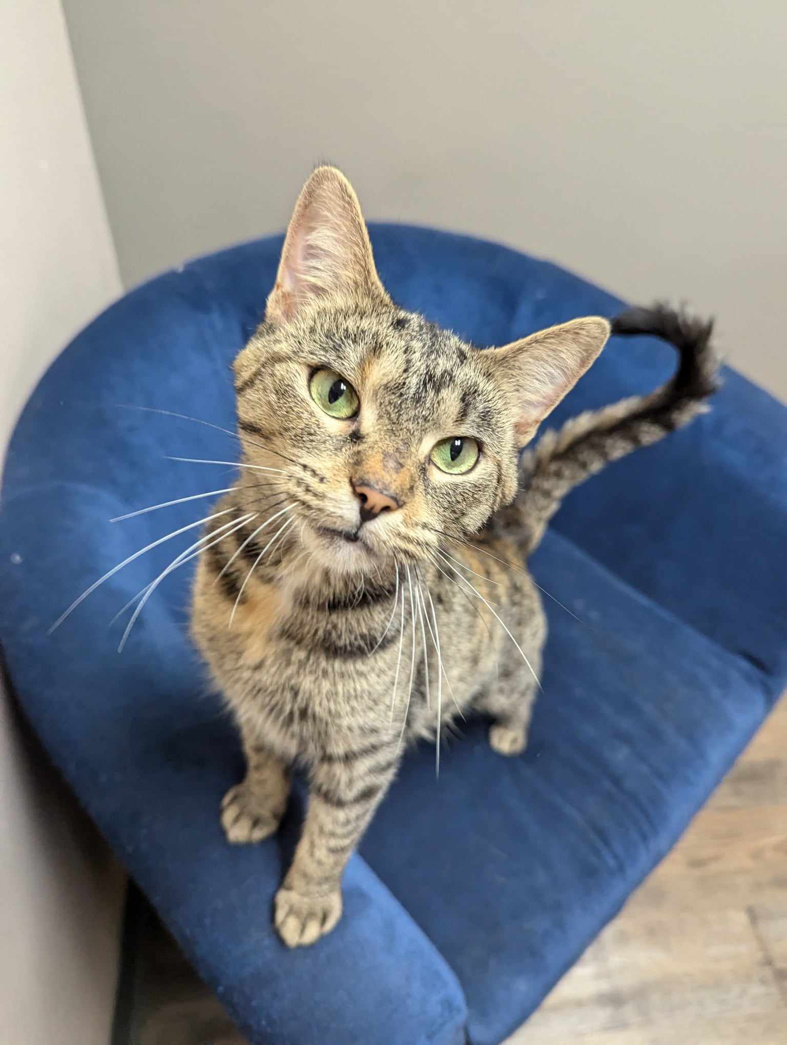 Freckle (SPONSORED ADOPTION) 5