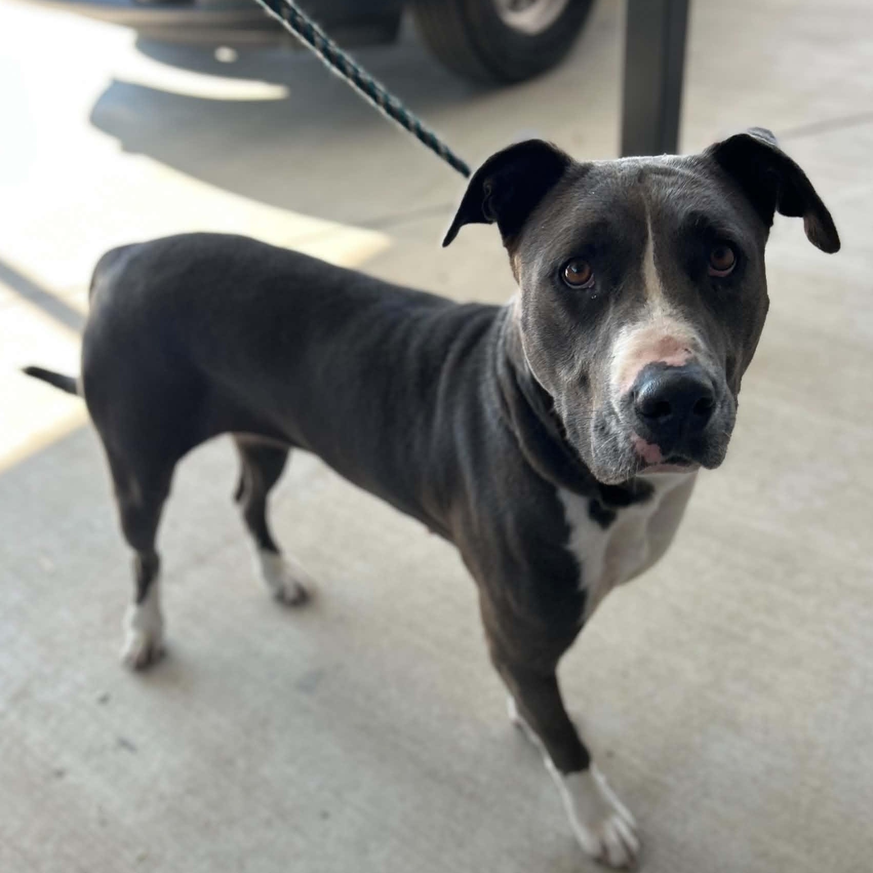 Enlarge Maya, a Adoptable mixed breed in Manchester, TN image 2/3