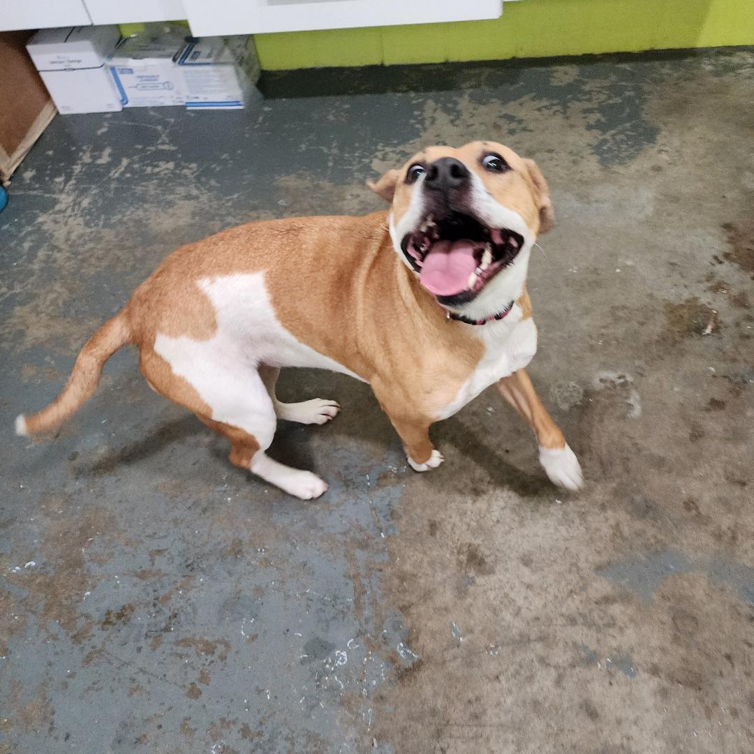 Enlarge Maebelle, a ADOPTABLE Mixed Breed in Point Pleasant, WV image 3/3