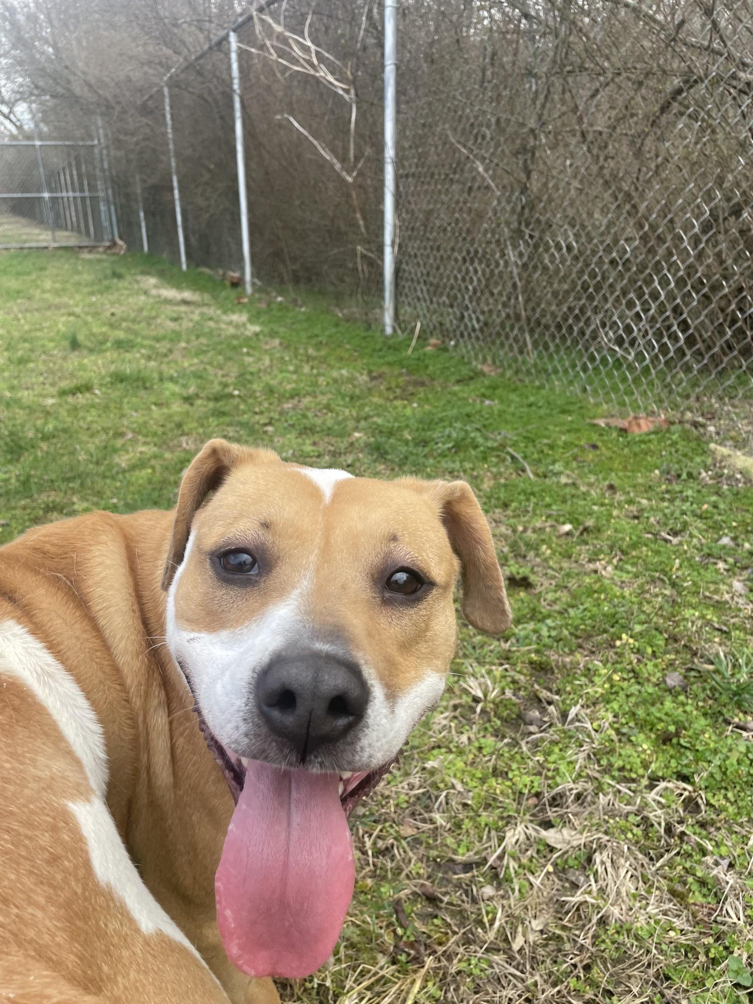 Enlarge Maebelle, a ADOPTABLE Mixed Breed in Point Pleasant, WV image 1/3