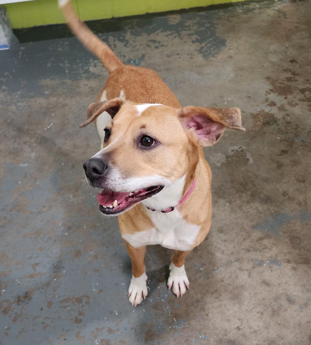 Enlarge Maebelle, a ADOPTABLE Mixed Breed in Point Pleasant, WV image 2/3