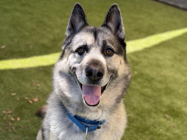STAN, Adoptable, Adult Male German Shepherd Dog.