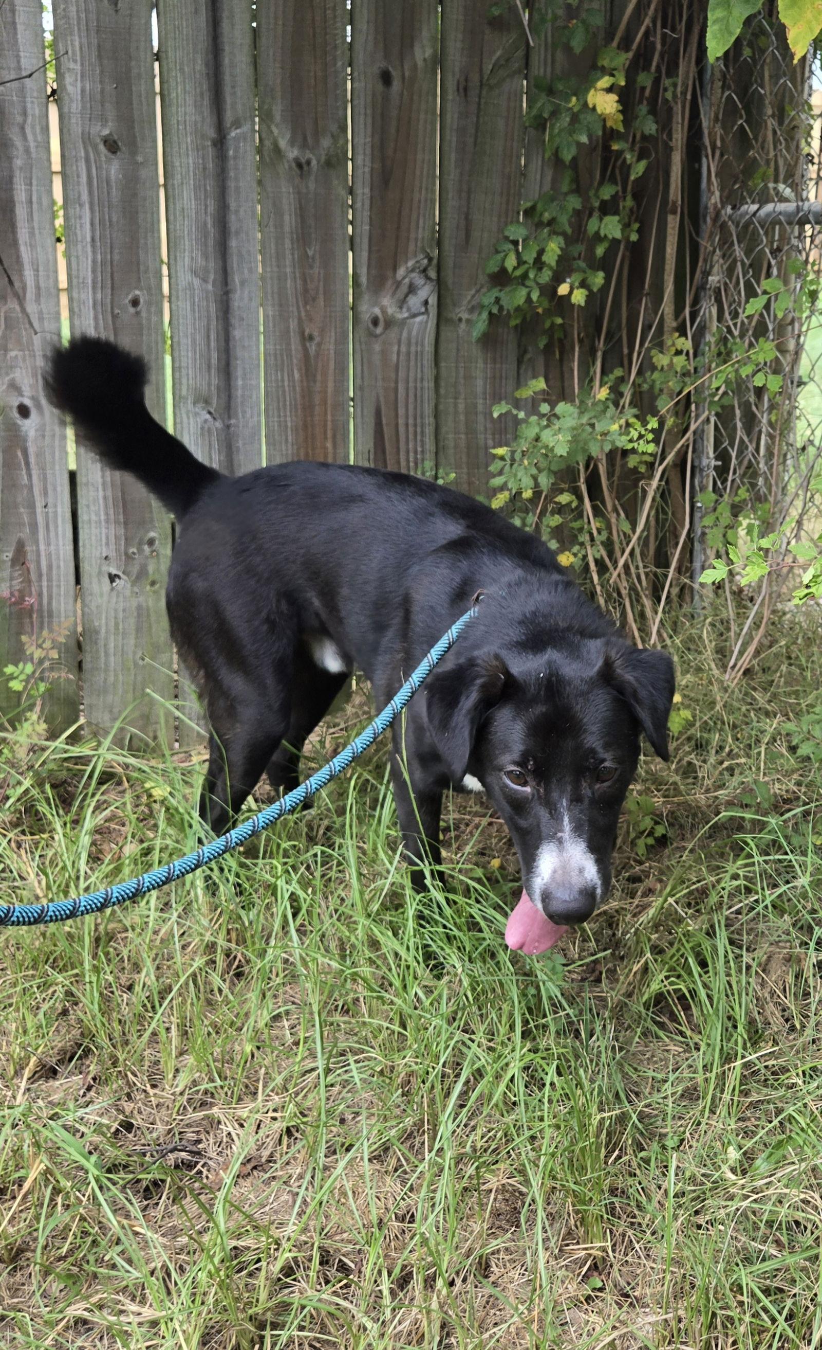 Freddy — thumbnail 2