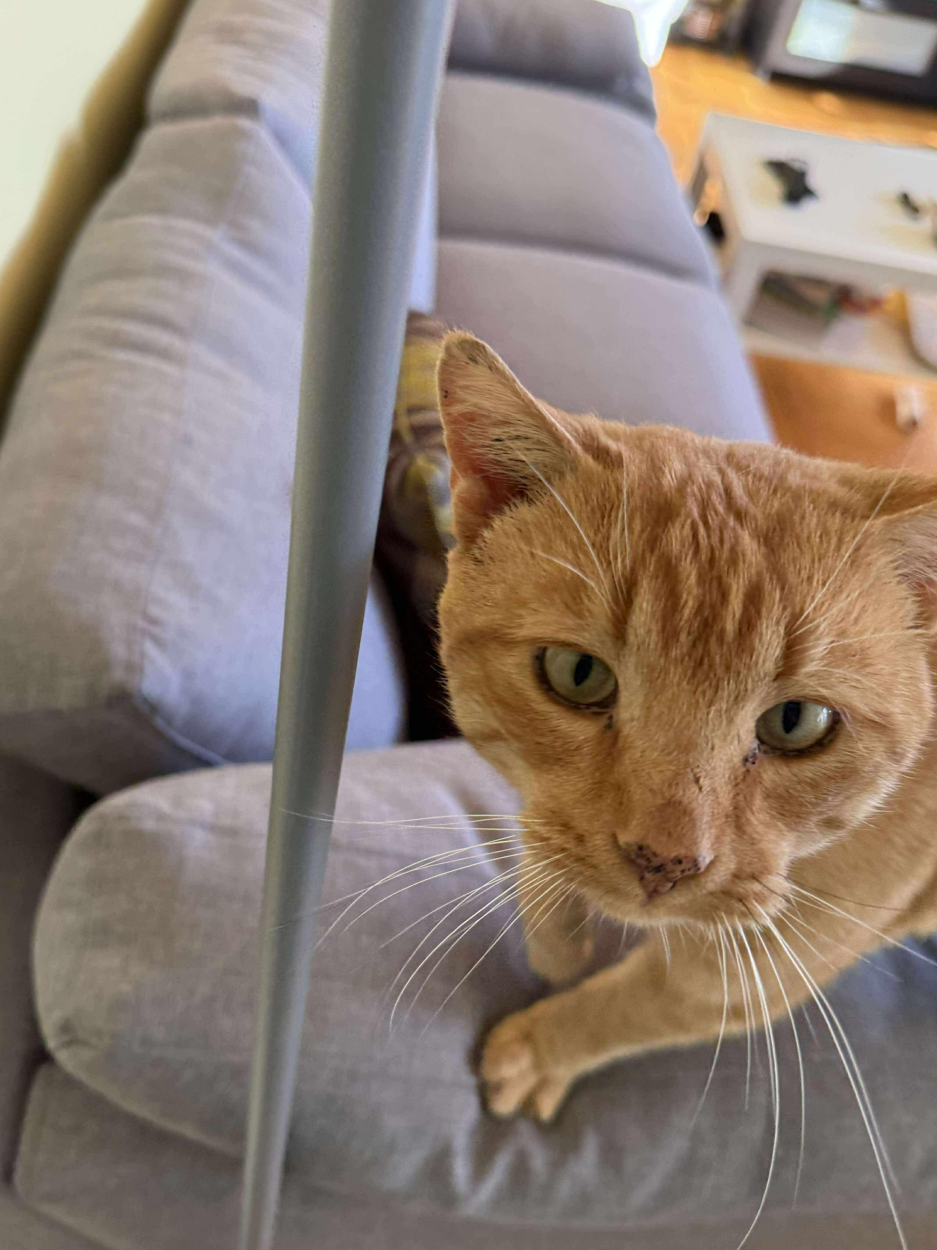 Enlarge Squash, a ADOPTABLE Domestic Short Hair in Winnipeg, MB image 1/3