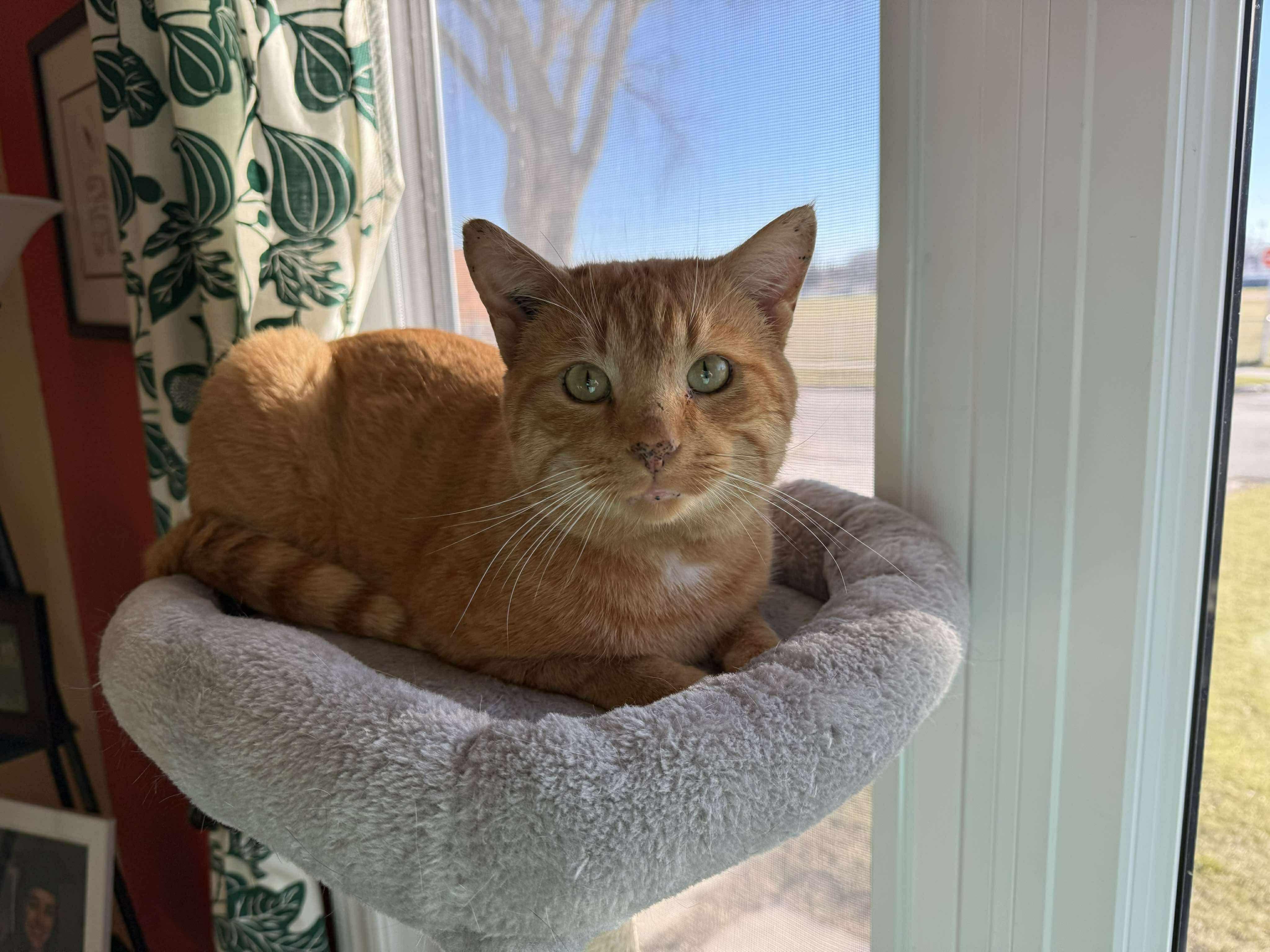 Enlarge Squash, a ADOPTABLE Domestic Short Hair in Winnipeg, MB image 3/3