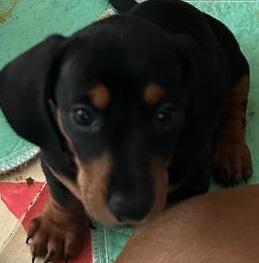 Enlarge TREVOR PUP, a Adoptable Dachshund in Georgetown, KY image 1/1