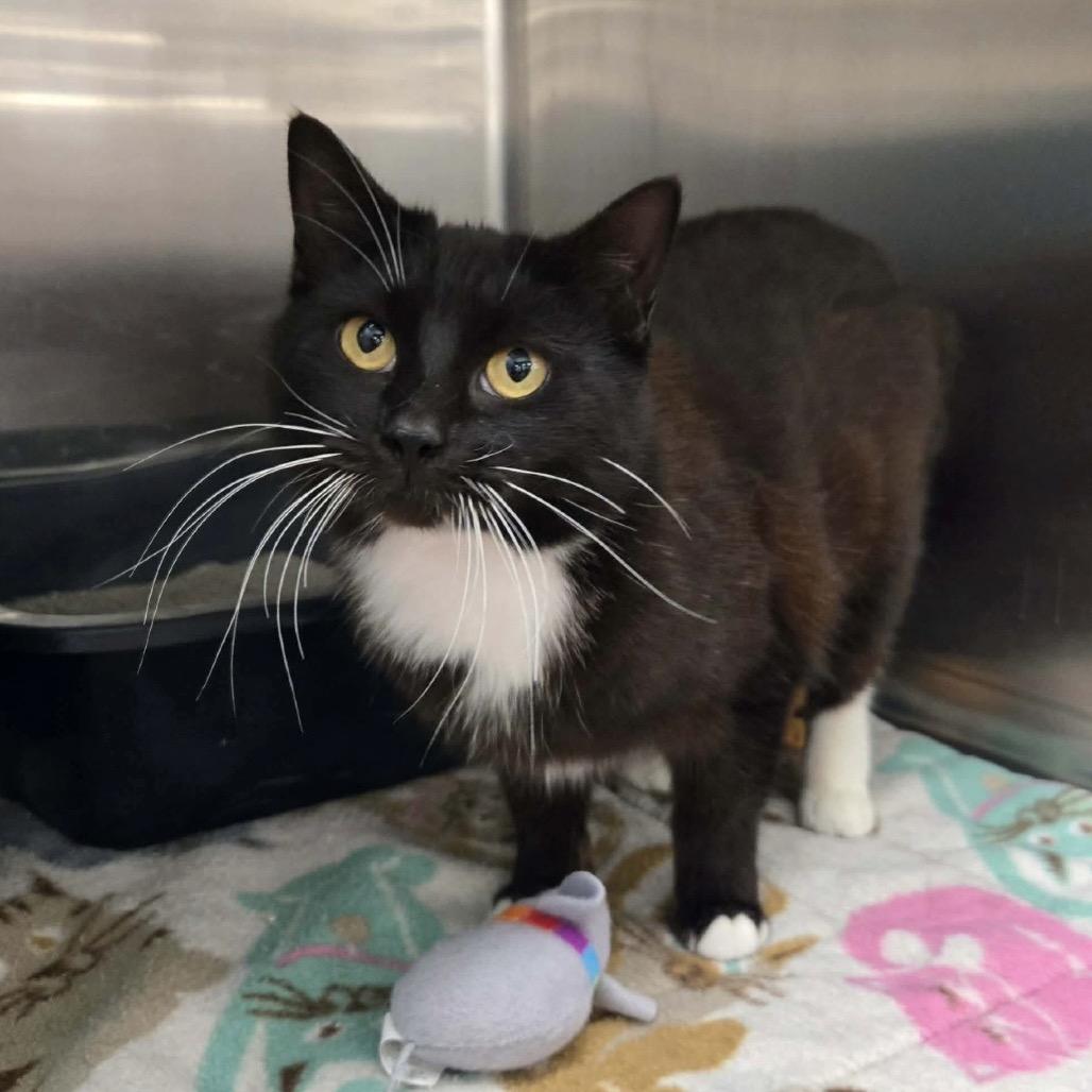 Taylyn, Adoptable, Young Female Domestic Short Hair & Domestic Medium Hair.