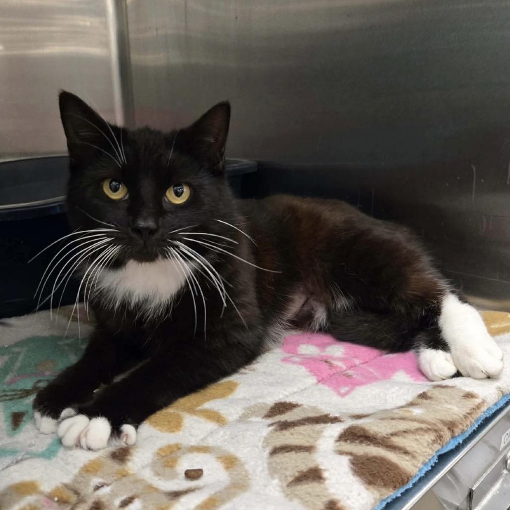 Taylyn, a Adoptable mixed breed in Williston, FL image 2/3