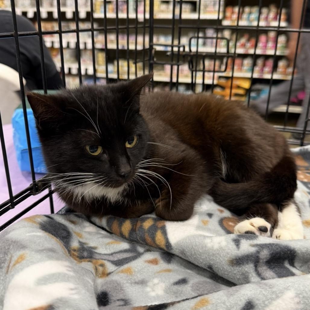 Taylyn, a Adoptable mixed breed in Williston, FL image 3/3