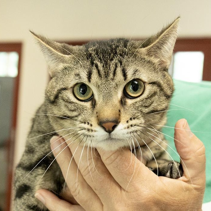 Chopper, ADOPTABLE, Young Male Domestic Short Hair.