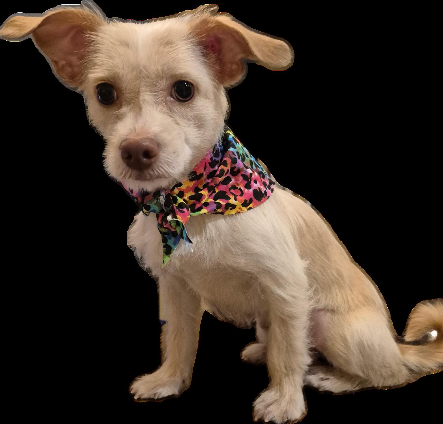 Enlarge Kismet, an adopted mixed breed in Dallas, TX image 1/5