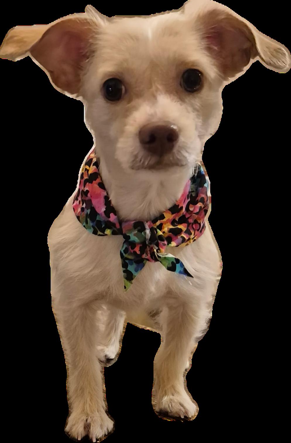 Enlarge Kismet, an adopted mixed breed in Dallas, TX image 4/5