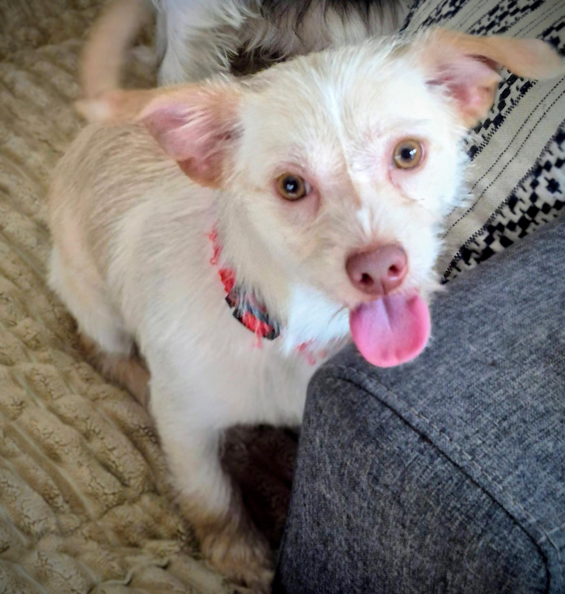 Enlarge Kumquat , a ADOPTABLE mixed breed in Dallas, TX image 1/5