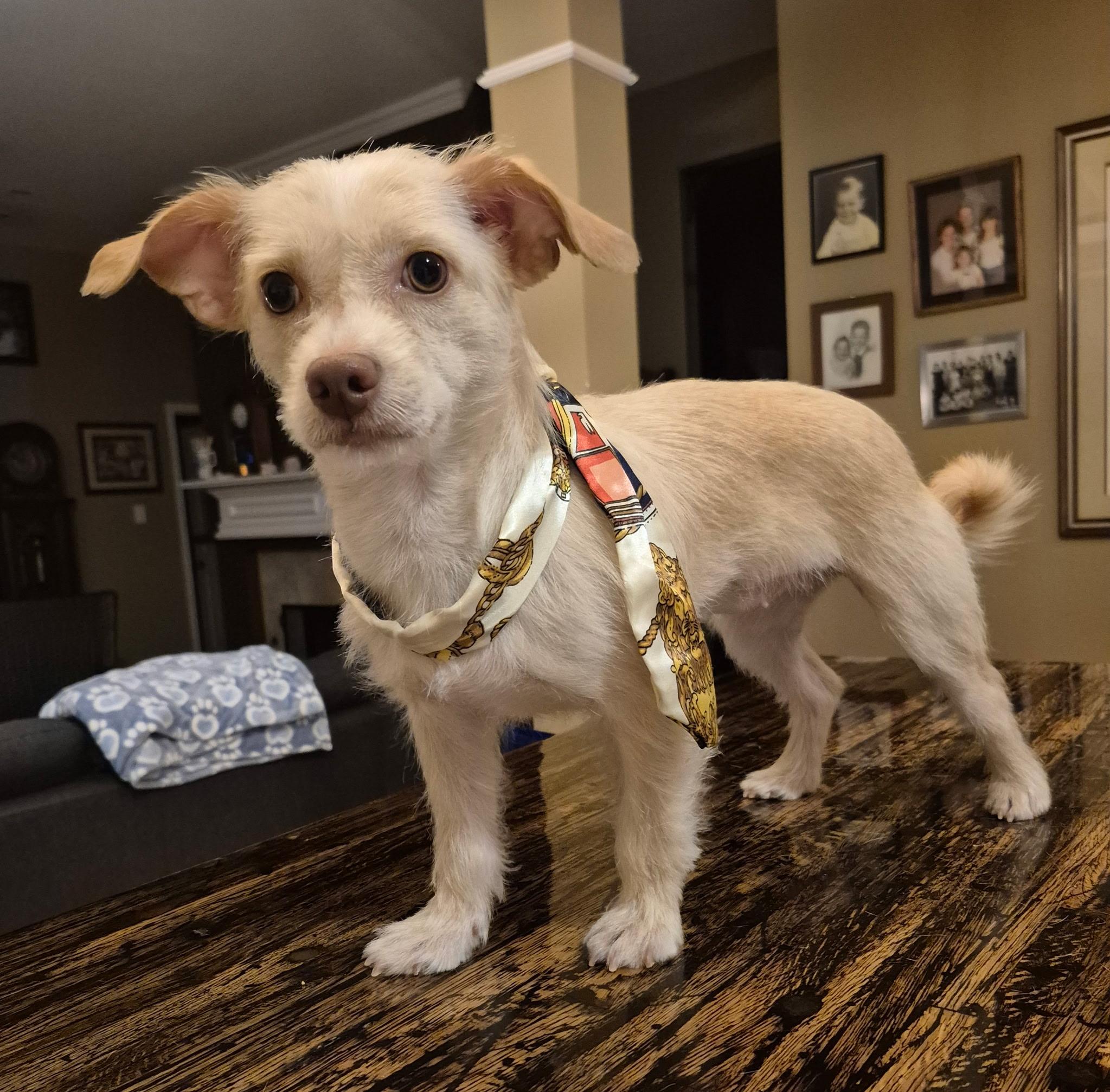 Enlarge Kismet, an adopted mixed breed in Dallas, TX image 5/5